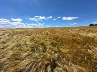 Agricultura