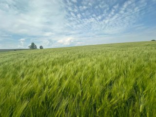 Agricultura