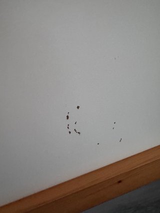 Cama alta Kura Ikea con dosel