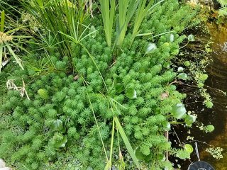 Plantas de agua 4 x 1€