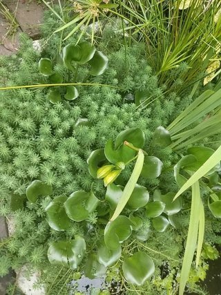 Plantas de agua 4 x 1€