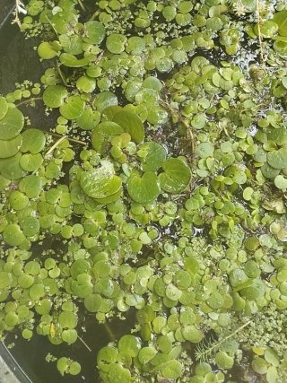 Plantas de agua 4 x 1€