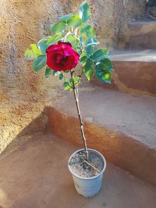 Rosal rojo