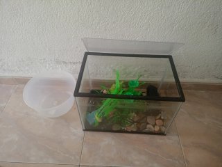 Pecera pequeña con plantas