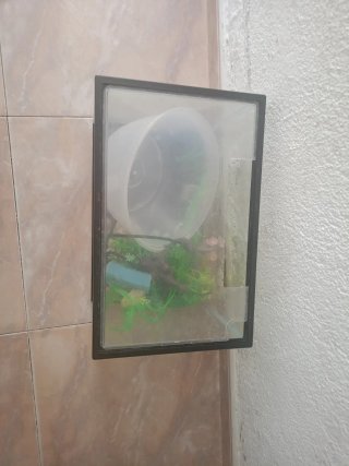 Pecera pequeña con plantas