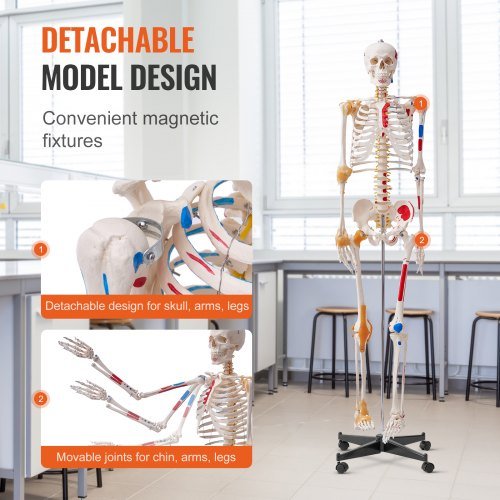 Modello di scheletro umano per anatomia, dimensione reale di 1820 mm, modello anatomico di scheletro in PVC preciso con legamenti, braccia, gambe e mascella mobili, con punti di origine e inserimento...