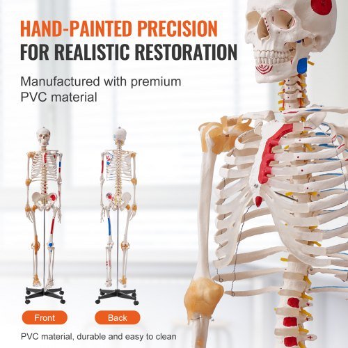 Modello di scheletro umano per anatomia, dimensione reale di 1820 mm, modello anatomico di scheletro in PVC preciso con legamenti, braccia, gambe e mascella mobili, con punti di origine e inserimento...