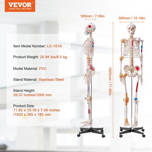 Modello di scheletro umano per anatomia, dimensione reale di 1820 mm, modello anatomico di scheletro in PVC preciso con legamenti, braccia, gambe e mascella mobili, con punti di origine e inserimento...