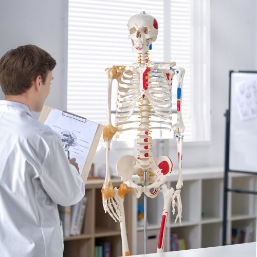 Modello di scheletro umano per anatomia, dimensione reale di 1820 mm, modello anatomico di scheletro in PVC preciso con legamenti, braccia, gambe e mascella mobili, con punti di origine e inserimento...