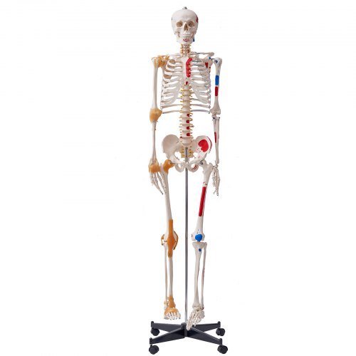 Modello di scheletro umano per anatomia, dimensione reale di 1820 mm, modello anatomico di scheletro in PVC preciso con legamenti, braccia, gambe e mascella mobili, con punti di origine e inserimento...