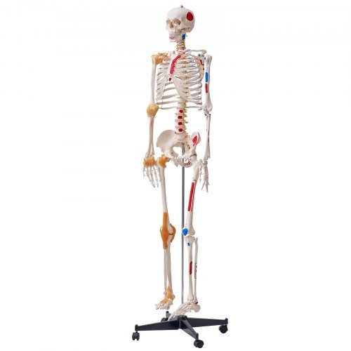 Modello di scheletro umano per anatomia, dimensione reale di 1820 mm, modello anatomico di scheletro in PVC preciso con legamenti, braccia, gambe e mascella mobili, con punti di origine e inserimento...