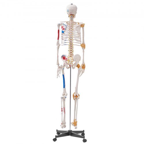 Modello di scheletro umano per anatomia, dimensione reale di 1820 mm, modello anatomico di scheletro in PVC preciso con legamenti, braccia, gambe e mascella mobili, con punti di origine e inserimento...