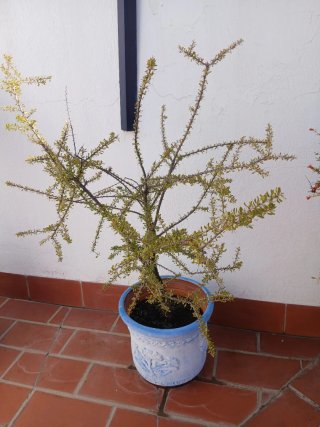 Planta de Argán en maceta