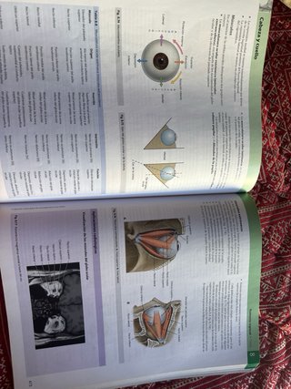 Gray Anatomía básica ELSEVIER