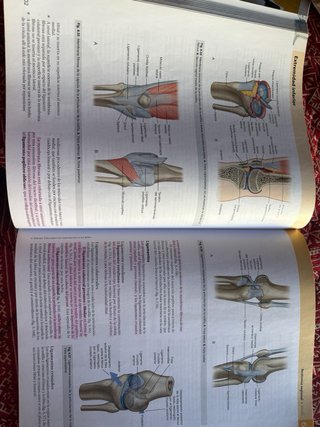 Gray Anatomía básica ELSEVIER