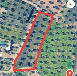 Terreno con olivos