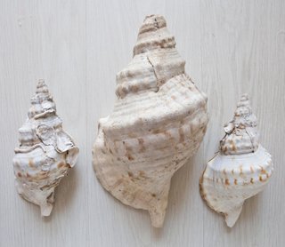 3 conchiglie marine Charonia lampas