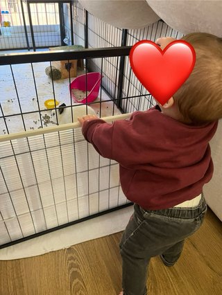 Jaula Feandrea para perros, conejos, otros animale