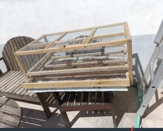 Jaula para codornices de madera