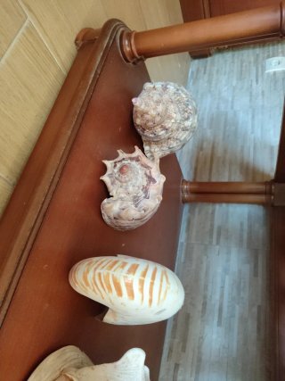 Lotto di 5 grandi conchiglie marine naturali