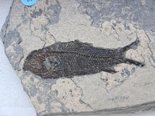 fósil de Jianghanichthys hubeiensis , pez china