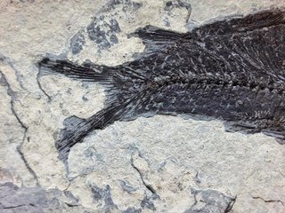 fósil de Jianghanichthys hubeiensis , pez china