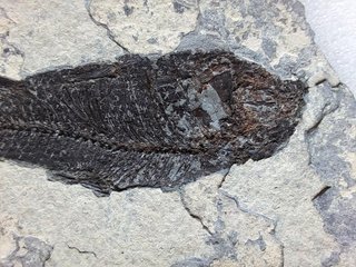 fósil de Jianghanichthys hubeiensis , pez china
