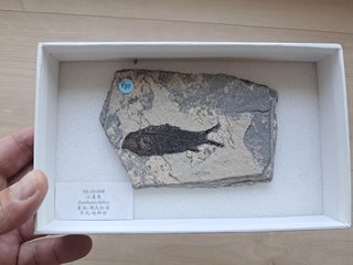 fósil de Jianghanichthys hubeiensis , pez china