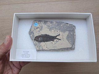 fósil de Jianghanichthys hubeiensis , pez china