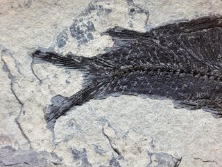 fósil de Jianghanichthys hubeiensis , pez china