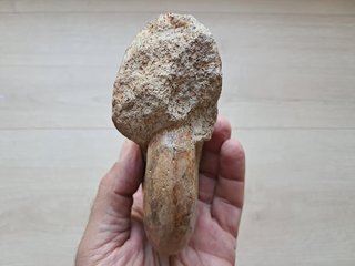 fósil de ammonite Pleurolytoceras dilucidum