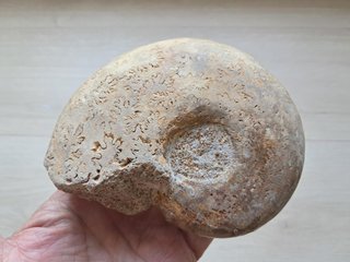 fósil de ammonite Pleurolytoceras dilucidum