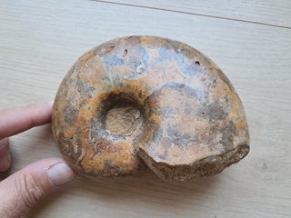 fósil de ammonite Pleurolytoceras dilucidum