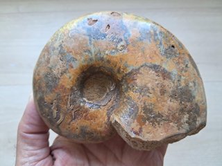 fósil de ammonite Pleurolytoceras dilucidum