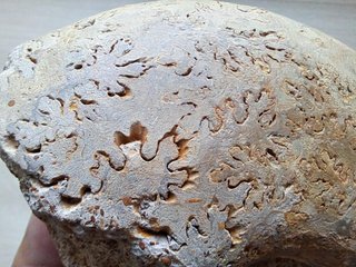 fósil de ammonite Pleurolytoceras dilucidum