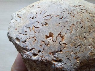fósil de ammonite Pleurolytoceras dilucidum