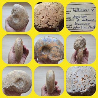 fósil de ammonite Pleurolytoceras dilucidum