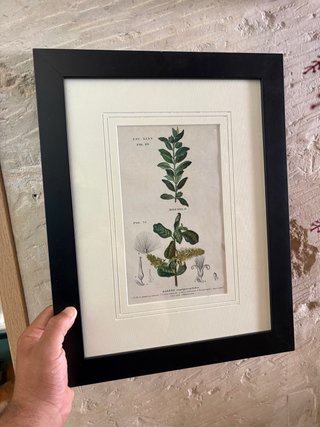 Stampa botanica incorniciata