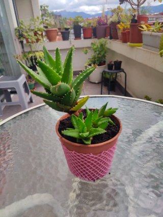 Planta Crasa Gasteria