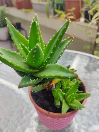 Planta Crasa Gasteria