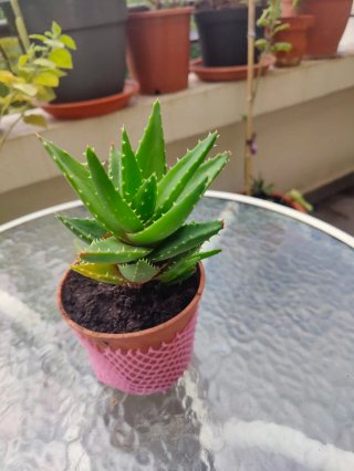 Planta Crasa Gasteria