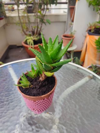 Planta Crasa Gasteria