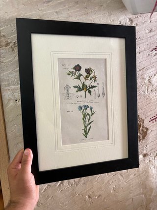 Stampa botanica incorniciata