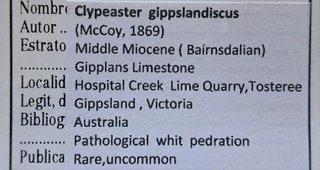 Fósil de Clypeaster gippslandiscus patológico