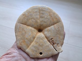 Fósil de Clypeaster gippslandiscus patológico