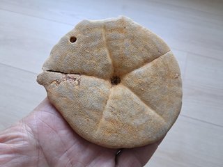 Fósil de Clypeaster gippslandiscus patológico