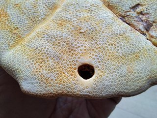 Fósil de Clypeaster gippslandiscus patológico