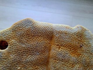 Fósil de Clypeaster gippslandiscus patológico