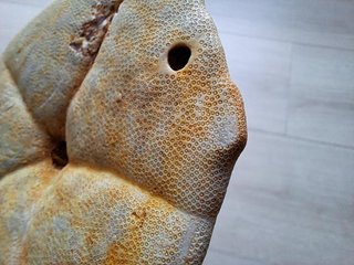 Fósil de Clypeaster gippslandiscus patológico