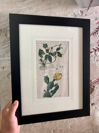 Quadro Stampa Botanica Fragola e Fico d'India